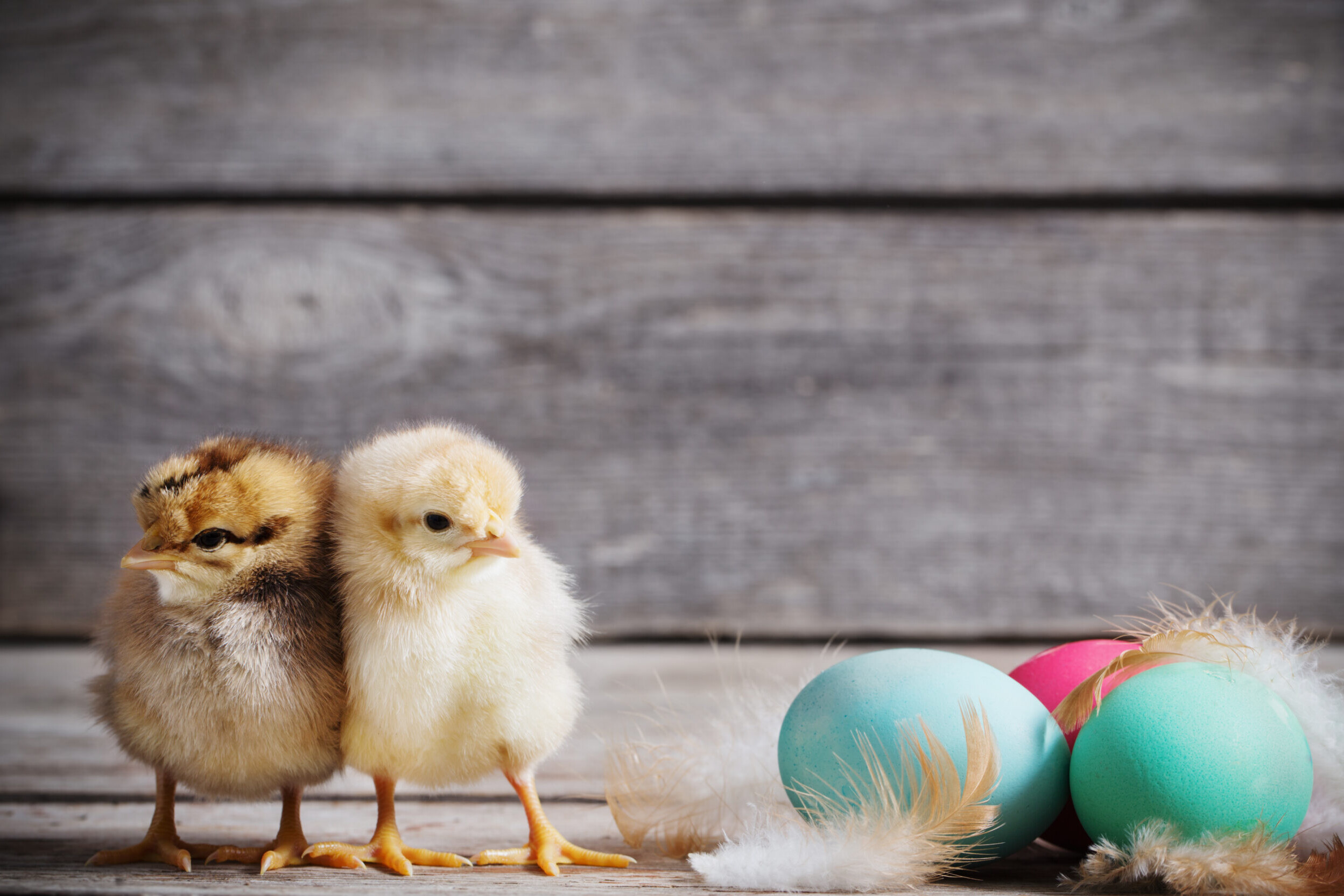 Påskekyllinger og påskeegg