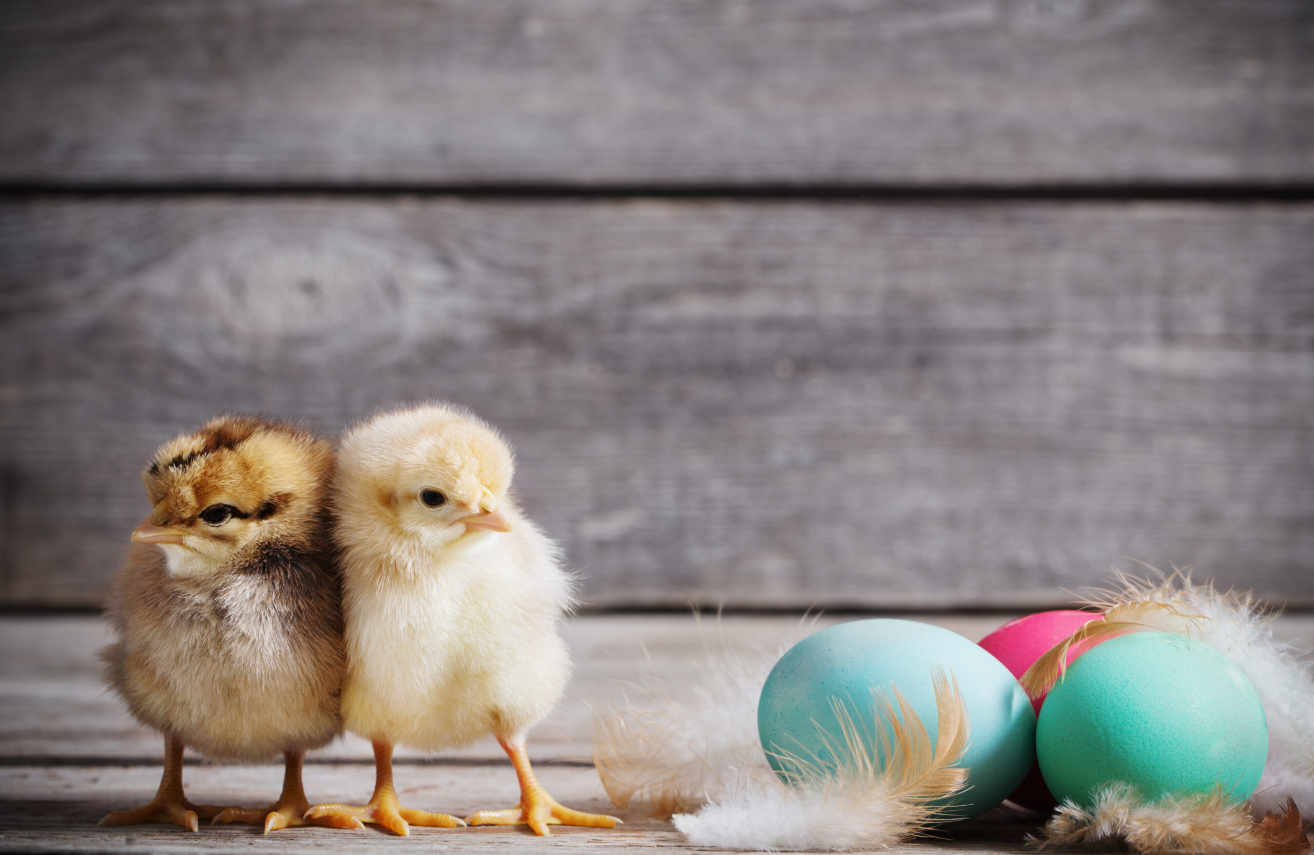 Påskekyllinger og påskeegg